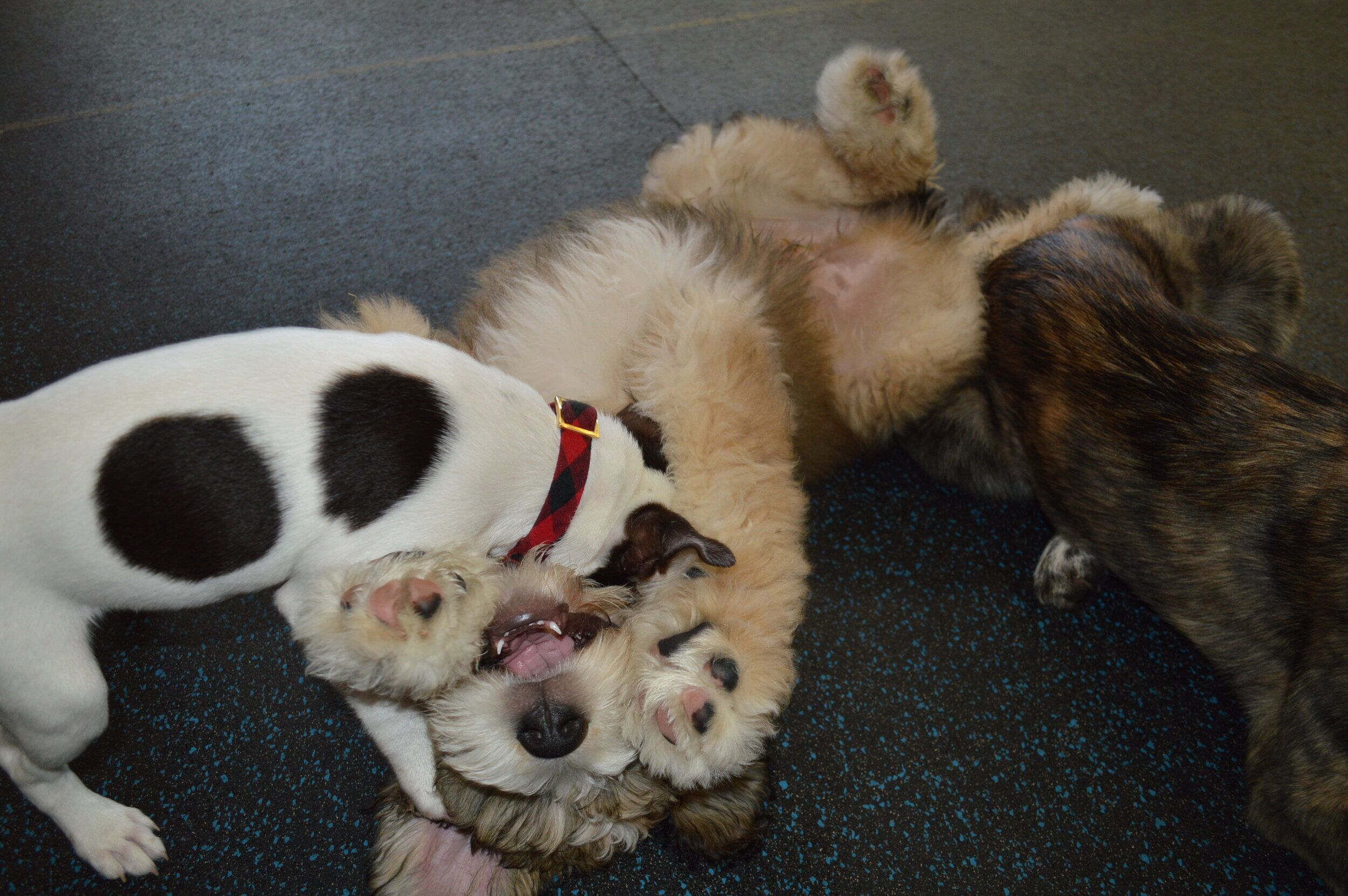 Puppy Play Lab ( 8-18 weeks ) – Prime Paw